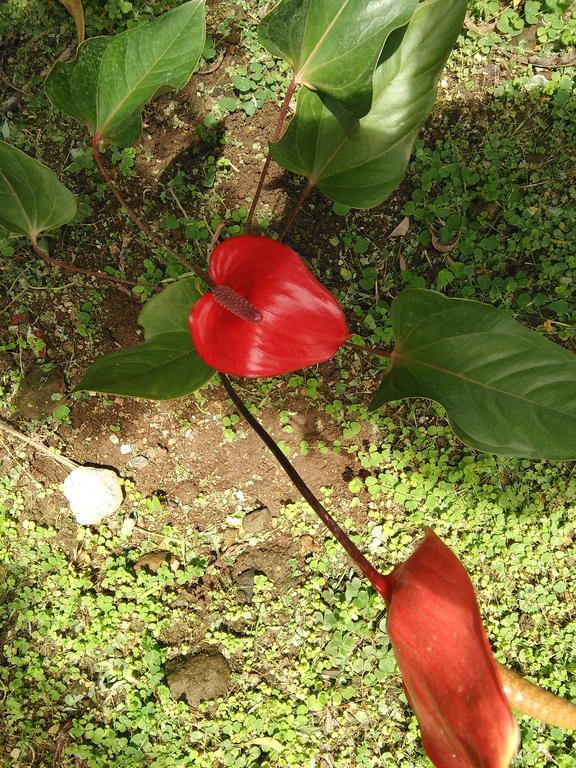 Anthurium Apartment Roseau Exterior foto
